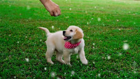 Cute Dog in Garden Funny Dog #Short