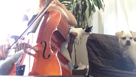 Woman plays cello while cat and dog fight on couch