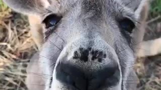 Kangaroo Kisses