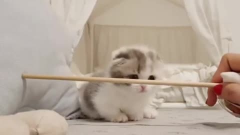 cute kitten videos short leg cat lindo
