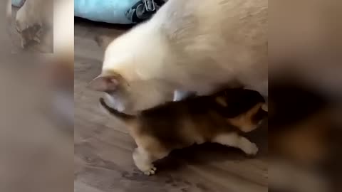 Cat and his parents together