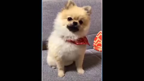 Best Funny Animal Videos of the year 2024, funniest animals ever relax with cute animals video