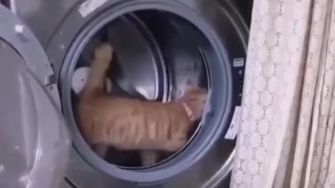 🎼🎼🎼🎼What happens when the cat goes inside the washing mess