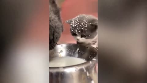 funny cat drink milk