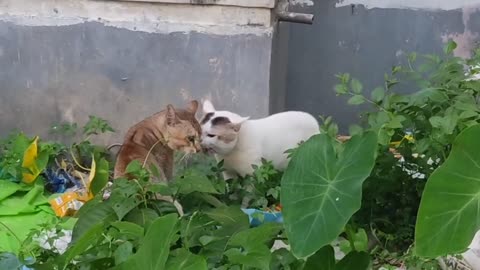 Two Cats quarrel Funny Moment