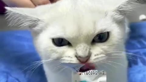Cute cat injection