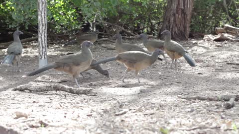 Wild birds at lunchtime