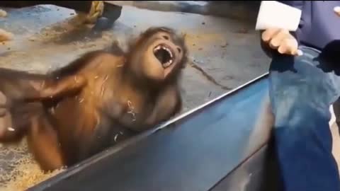 Funny monkeys1🤣😍