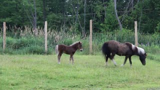 Guy of Barefoot Minis Discovers Lacey