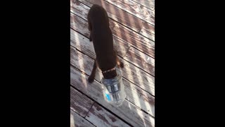 Dog with head stuck in jar