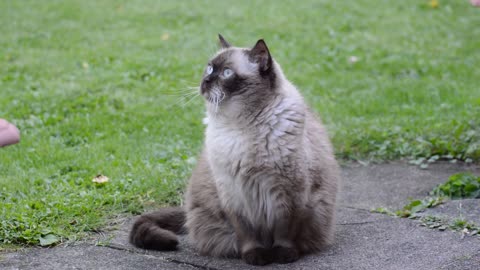 This video cat british shorthair chocolatepoint