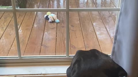Cane Corso sad his favorite toy was left outside in the rain