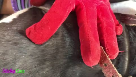 How to Remove all Ticks from Dog