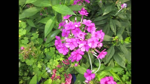 Almost Every Hue Phlox July 2021