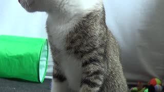 Cute Handfed Kitty