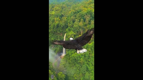 Bird flying