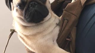 Brown pug dog inside brown back pack