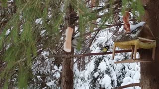 Birds pecking food