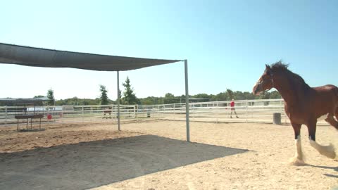 Clydesdale Horse Running, Galloping Outside, Trainer on Ranch
