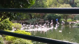 Hong Kong road view_Sunny morning_Lesser Flamingo Phoeniconalas minor小紅鸛in Kowloon Park_20210315