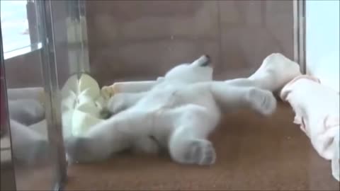 Cute Polar Bears Playing