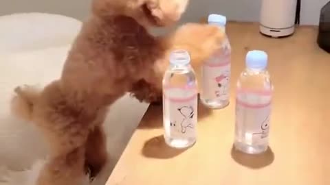 Best dog training | cute 🐶 training