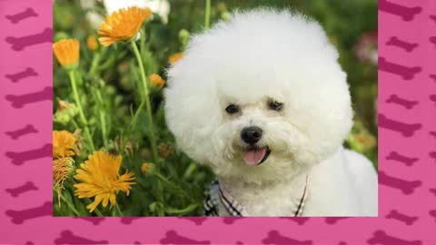 How To Train a Dog Poodle?