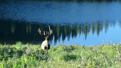 elk walking toward lake in rocky mountain park