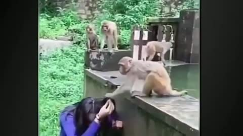 funny 🐒 monkey 😂 videos