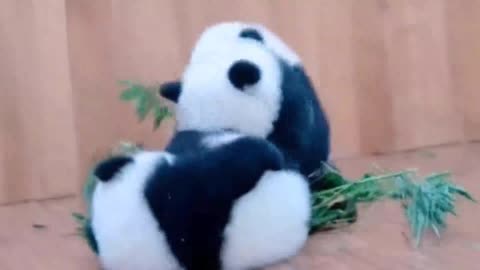 I am a panda who knows kung fu