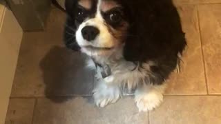 Dog sings to get treat
