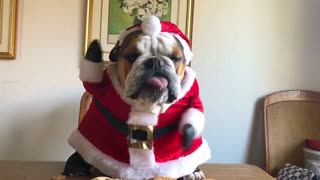 Santa Pup