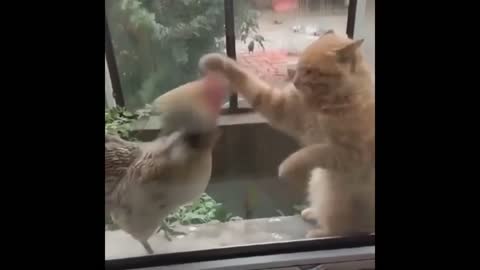 Fighter Cats - Try Not To Laugh By Watching These Videos