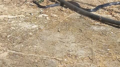 Big black snake in cyprus