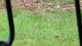 Beautiful bird in my yard