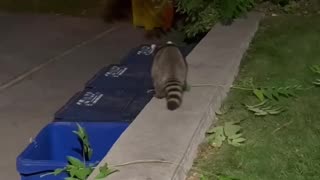 Rescuing Two Raccoons Trapped in a Dumpster