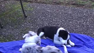 Two black white dogs purple blanket chewing sticks then they switch