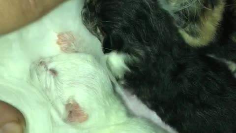newborn kittens nursing very cute