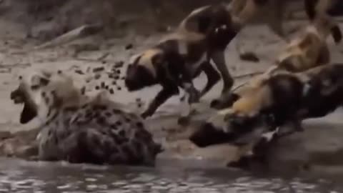 Wild dog attack Hyena