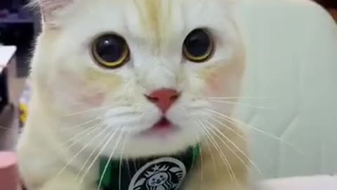 Funny cat sing
