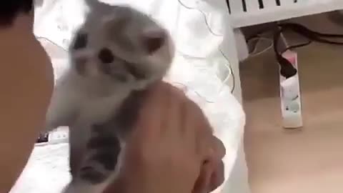 Cat kissing his owner