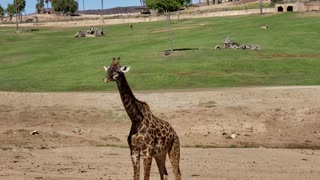 Giraffe Wild Animal Park