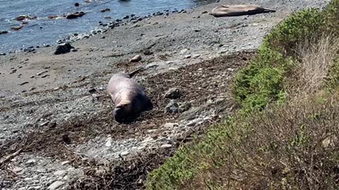 Elephant Seal near San Simeon California
