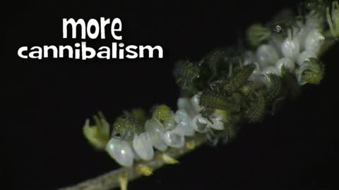 Time Lapse of Ladybug - Animal Eduacation - Life Cycle 2