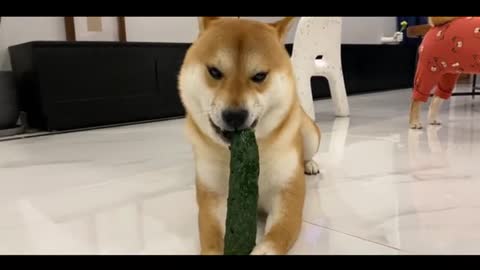 Hutch dog eats cucumber