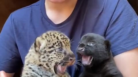 Two beautiful jaguar cubs