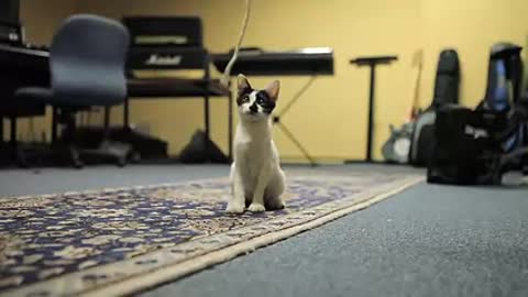 cat plays with the rope