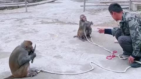 Funny monkey clip videos #1319