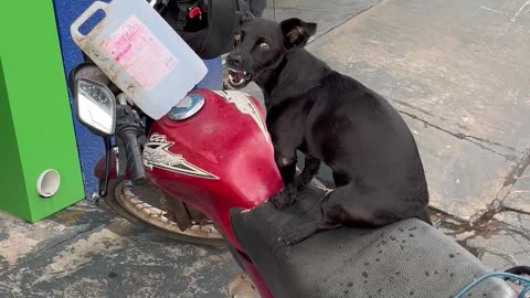 Dog Sits Atop Motorcycle While Waiting For Owner