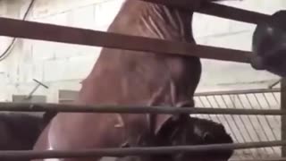 WERID MUTATED HORSE